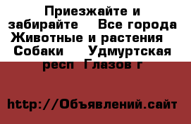 Приезжайте и забирайте. - Все города Животные и растения » Собаки   . Удмуртская респ.,Глазов г.